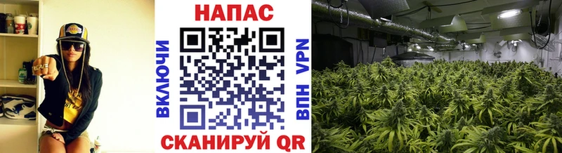 Конопля индика  продажа наркотиков  Чкаловск 